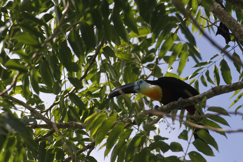 A Channel-billed Toucan near Asa Wright Nature Centre, Trinidad (8/2018). Photo by Bill Hubick.