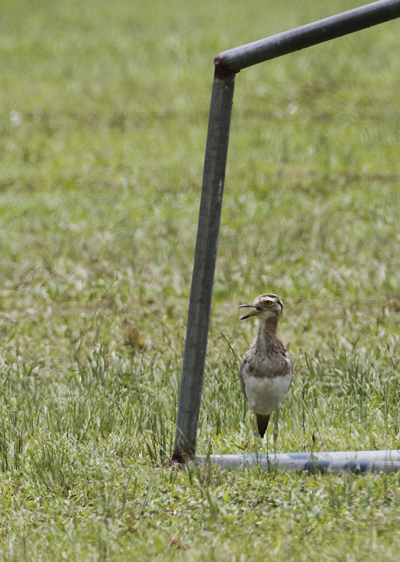 A vagrant Double-striped Thick-knee in Port of Spain, Trinidad (8/28/2018). Photo by Bill Hubick.