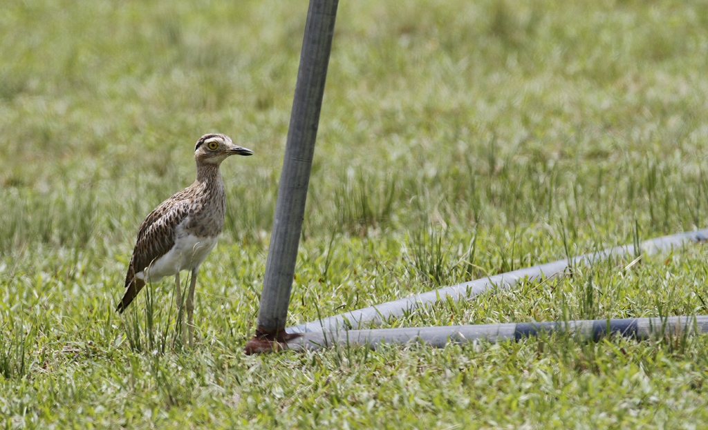A vagrant Double-striped Thick-knee in Port of Spain, Trinidad (8/28/2018). Photo by Bill Hubick.