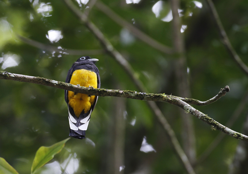 A Green-backed Trogon near Asa Wright Nature Centre, Trinidad (8/2018). Photo by Bill Hubick.
