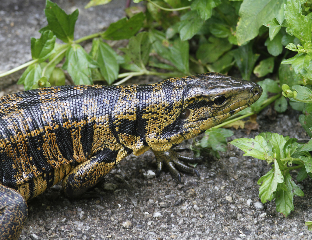 A Golden Tegu near Asa Wright Nature Centre, Trinidad (8/2018). Photo by Bill Hubick.