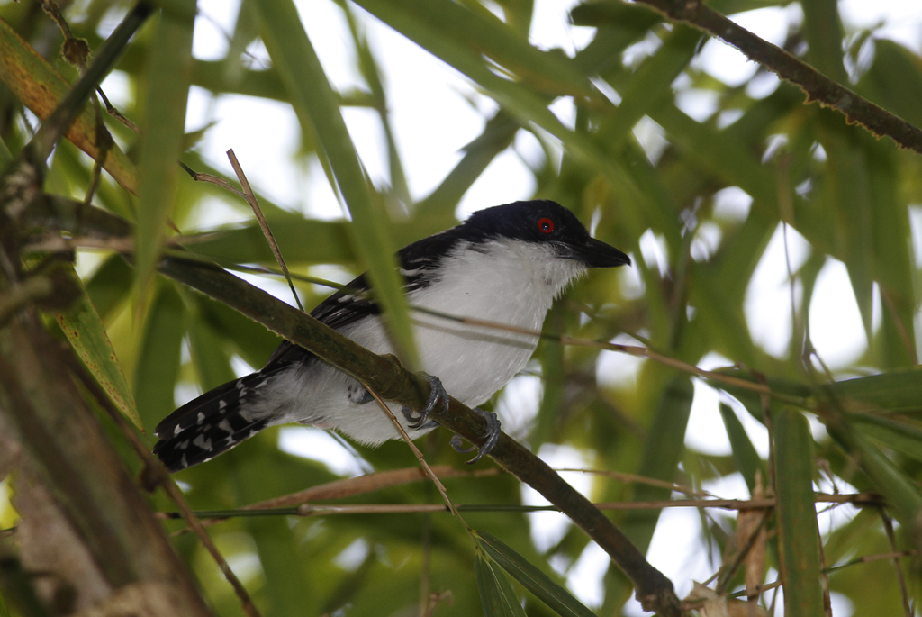 A Great Antshrike near Asa Wright Nature Centre, Trinidad (8/2018). Photo by Bill Hubick.