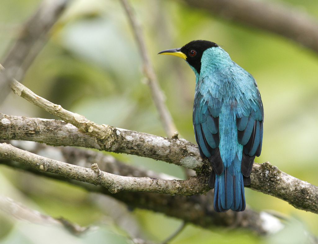 A male Green Honeycreeper near Asa Wright Nature Centre, Trinidad (8/2018). Photo by Bill Hubick.
