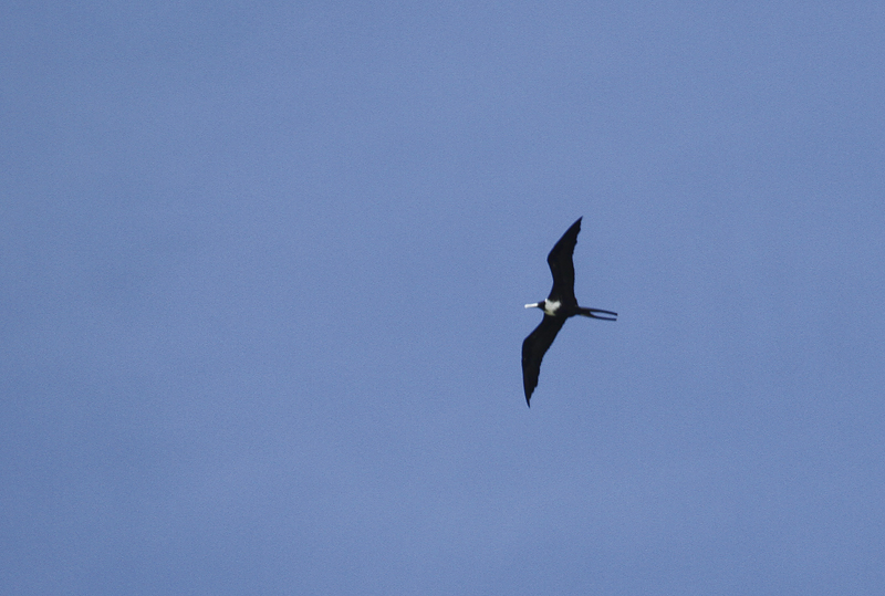 A Magnificent Frigatebird in coastal Trinidad (8/27/2018). Photo by Bill Hubick.