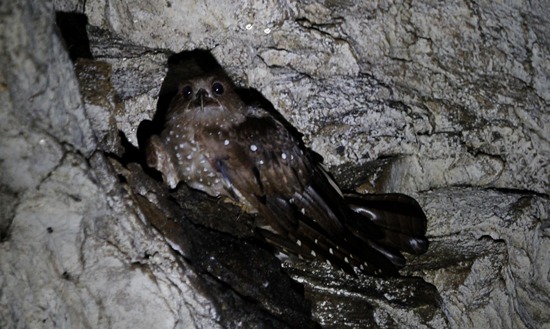 A roosting Oilbird near Asa Wright Nature Centre, Trinidad (8/2018). Photo by Bill Hubick.