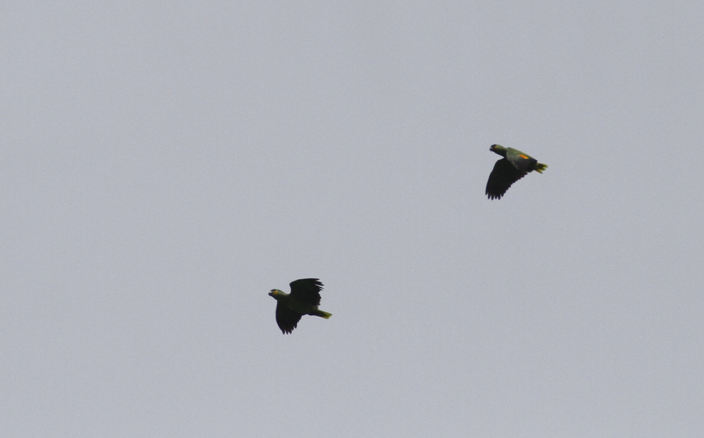 Orange-winged Parrots near Asa Wright Nature Centre, Trinidad (8/2018). Photo by Bill Hubick.