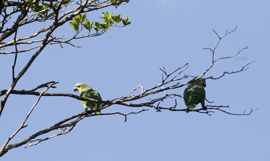 Orange-winged Parrots near Asa Wright Nature Centre, Trinidad (8/2018). Photo by Bill Hubick.