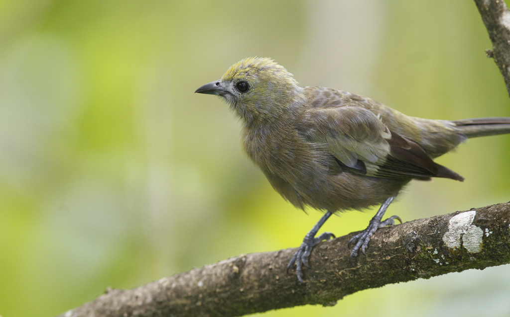 Palm Tanagers at Asa Wright Nature Centre, Trinidad (8/2018). Photo by Bill Hubick.