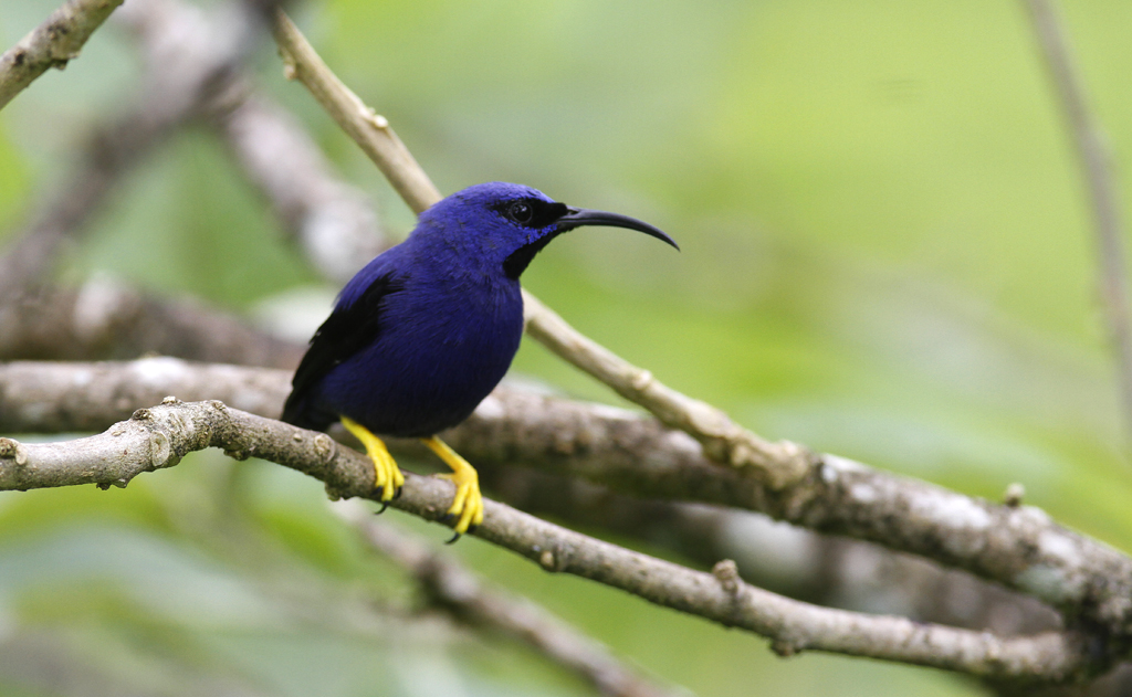 Purple Honeycreepers at Asa Wright Nature Centre, Trinidad (8/2018). Photo by Bill Hubick.