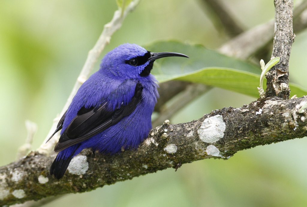 Purple Honeycreepers at Asa Wright Nature Centre, Trinidad (8/2018). Photo by Bill Hubick.