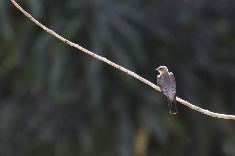 A Southern Rough-winged Swallow near Asa Wright Nature Centre, Trinidad (8/2018). Photo by Bill Hubick.
