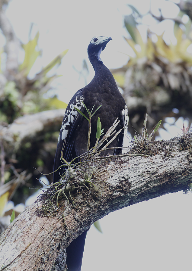 Trinidad Piping-guans at dawn in northeastern Trinidad (8/2018). Photo by Bill Hubick.