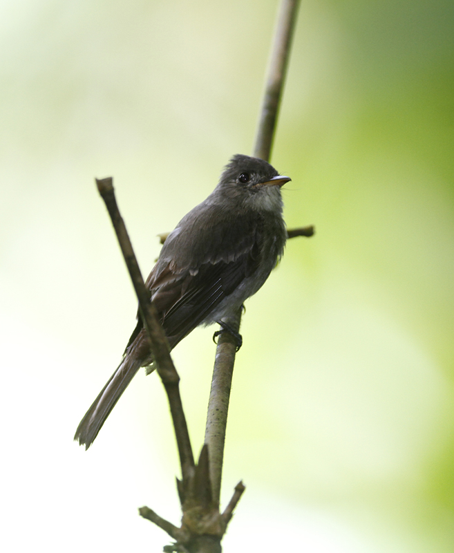 A Tropical Pewee near Asa Wright Nature Centre, Trinidad (8/2018). Photo by Bill Hubick.