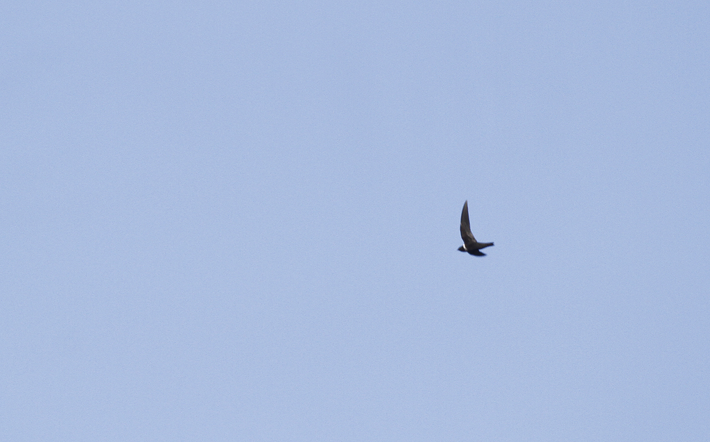 A White-collared Swift near Asa Wright Nature Centre, Trinidad (8/2018). Photo by Bill Hubick.
