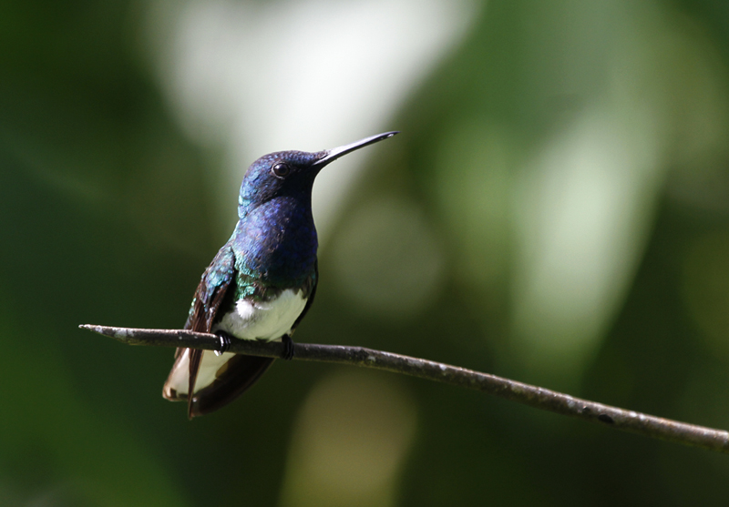 White-necked Jacobins at Asa Wright Nature Centre, Trinidad (8/2018). Photo by Bill Hubick.