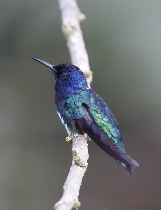 White-necked Jacobins at Asa Wright Nature Centre, Trinidad (8/2018). Photo by Bill Hubick.