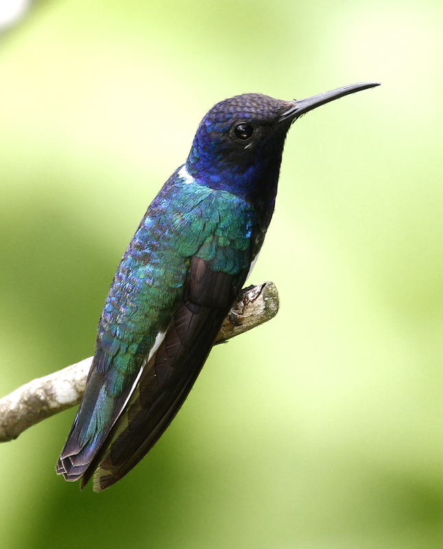 White-necked Jacobins at Asa Wright Nature Centre, Trinidad (8/2018). Photo by Bill Hubick.