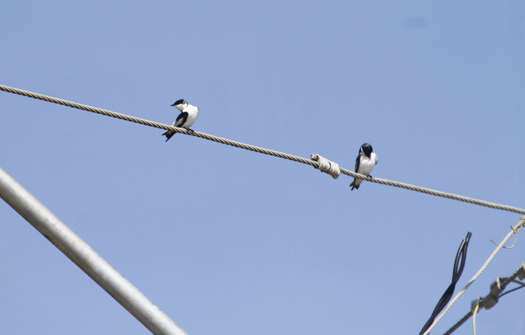 A White-winged Swallow along the coast in Trinidad (8/27/2018). Photo by Bill Hubick.