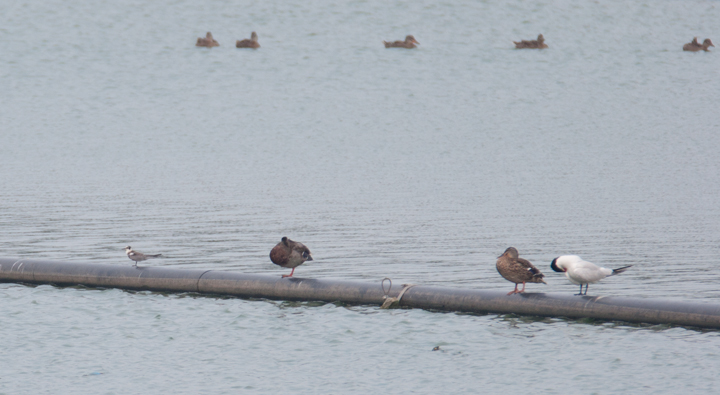 A Black Tern in Kent Co., Maryland (8/20/2006). Photo by Bill Hubick.