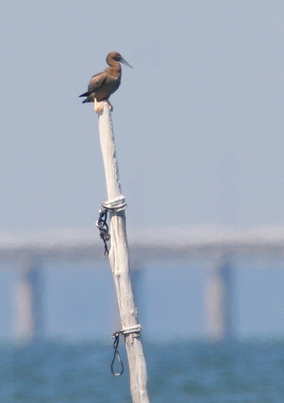 A couple documentation photos of a Brown Booby at Fort Story, Virginia (8/6/2006). This sixth state record was discovered by my friends Matt and Kim Hafner. Photo by Bill Hubick.