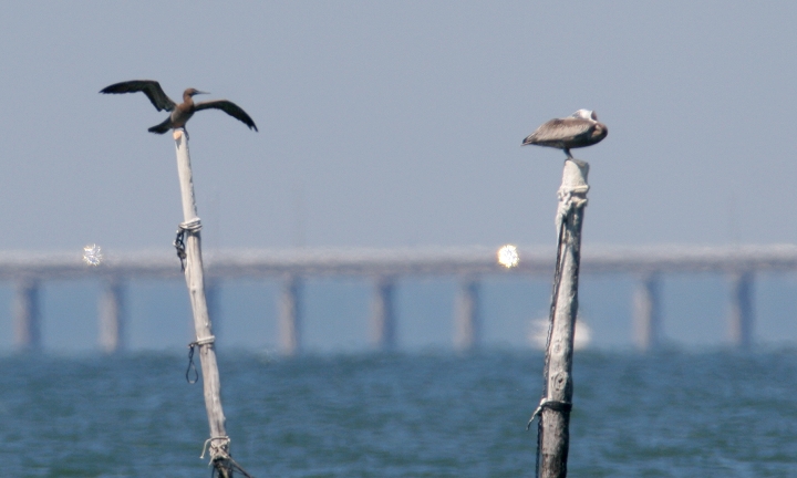 A couple documentation photos of a Brown Booby at Fort Story, Virginia (8/6/2006). This sixth state record was discovered by my friends Matt and Kim Hafner. Photo by Bill Hubick.