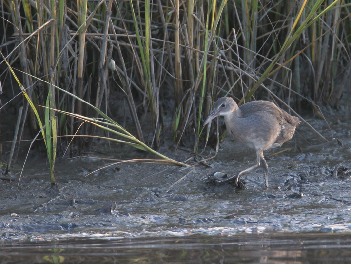 A secretive Clapper Rail ventures beyond the marsh grasses at dusk in Somerset Co., Maryland (8/6/2006). Photo by Bill Hubick.