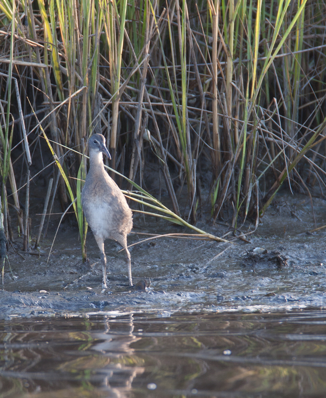 A secretive Clapper Rail ventures beyond the marsh grasses at dusk in Somerset Co., Maryland (8/6/2006). Photo by Bill Hubick.