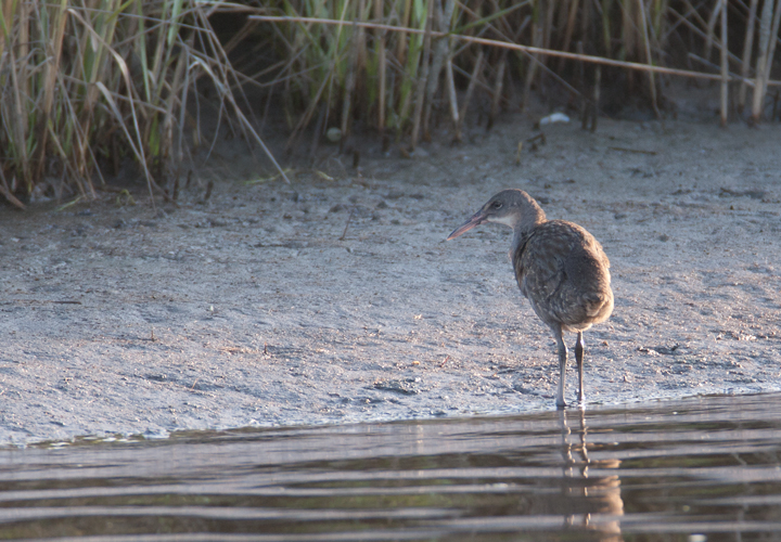 A secretive Clapper Rail ventures beyond the marsh grasses at dusk in Somerset Co., Maryland (8/6/2006). Photo by Bill Hubick.