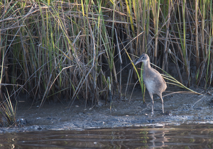 A secretive Clapper Rail ventures beyond the marsh grasses at dusk in Somerset Co., Maryland (8/6/2006). Photo by Bill Hubick.