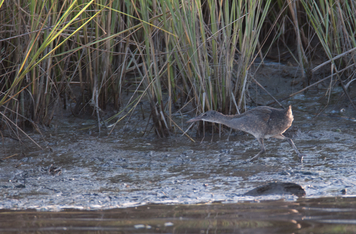A secretive Clapper Rail ventures beyond the marsh grasses at dusk in Somerset Co., Maryland (8/6/2006). Photo by Bill Hubick.