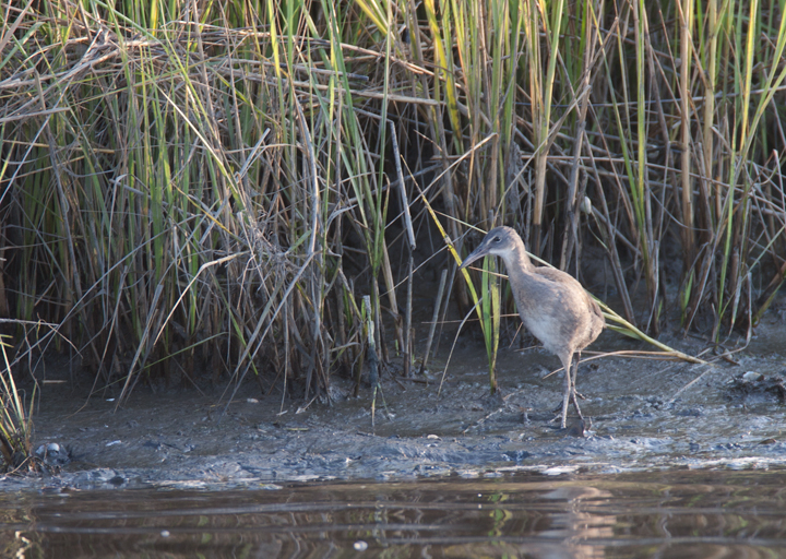 A secretive Clapper Rail ventures beyond the marsh grasses at dusk in Somerset Co., Maryland (8/6/2006). Photo by Bill Hubick.