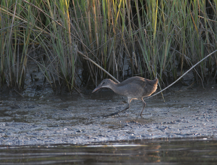 A secretive Clapper Rail ventures beyond the marsh grasses at dusk in Somerset Co., Maryland (8/6/2006). Photo by Bill Hubick.