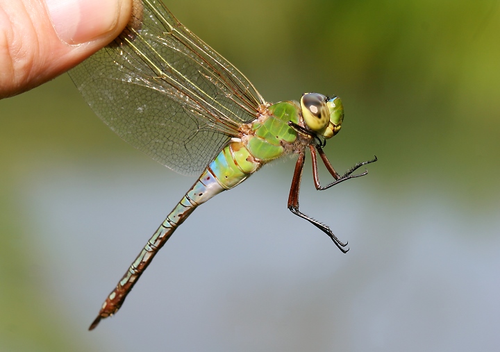 Common Green Darner in Carroll Co., Maryland (6/17/2007). Photo by Bill Hubick.