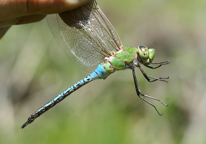 Close-up views of a male Common Green Darner never fail to leave an impression (6/10/2007). Photo by Bill Hubick.