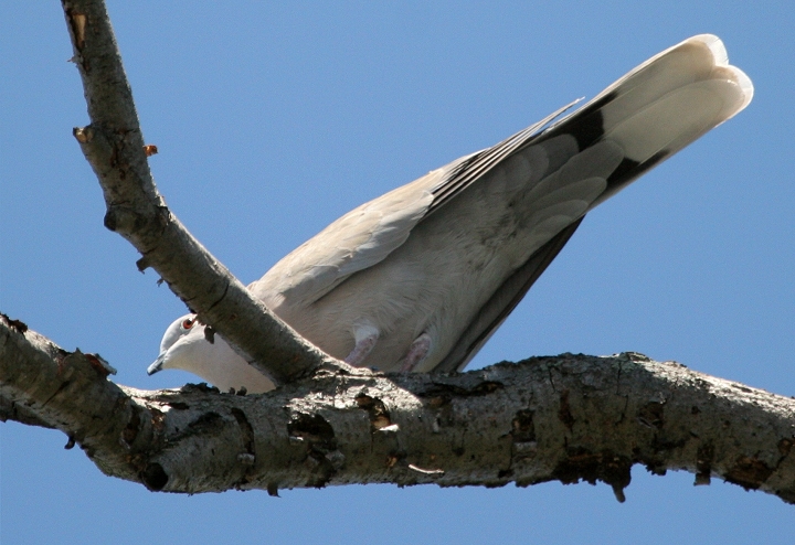 A rare-in-Maryland Eurasian Collared-Dove photographed in Frederick Co., Maryland (8/12/2006). This was the first chaseable Eurasian Collared-Dove in Maryland. Photo by Bill Hubick.