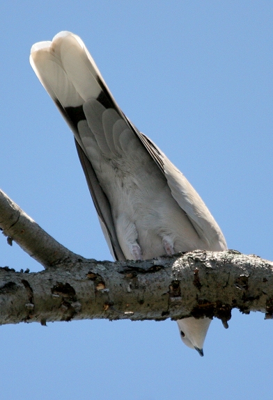 A rare-in-Maryland Eurasian Collared-Dove photographed in Frederick Co., Maryland (8/12/2006). This was the first chaseable Eurasian Collared-Dove in Maryland. Photo by Bill Hubick.