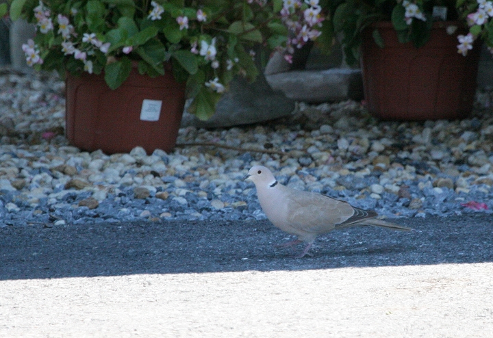 A rare-in-Maryland Eurasian Collared-Dove photographed in Frederick Co., Maryland (8/12/2006). This was the first chaseable Eurasian Collared-Dove in Maryland. Photo by Bill Hubick.
