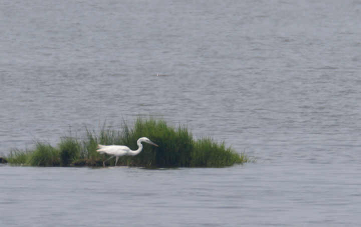 Photo by Bill Hubick.