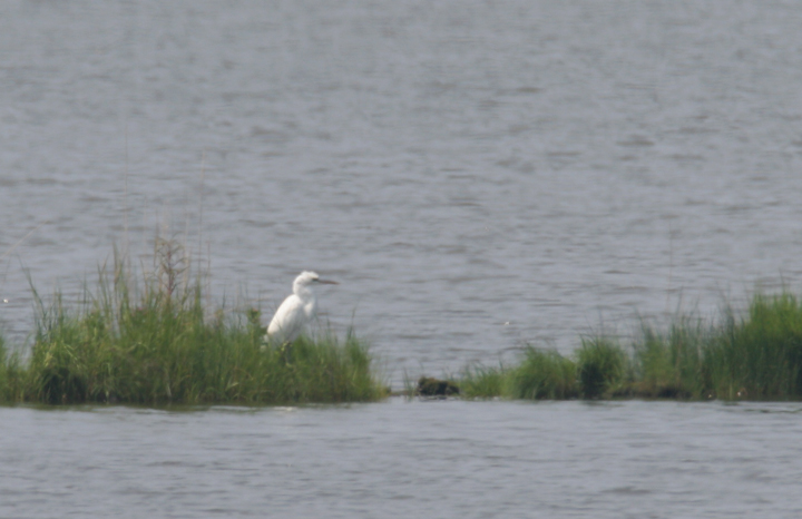 Documentation photos of a Great White Heron (<i>A. h. occidentalis</i>) at Eastern Neck NWR, Kent Co., Maryland (8/12/2006). This was the third record of this subspecies in Maryland, which is usually restricted to southern Florida. (8/20/2006). Photo by Bill Hubick.