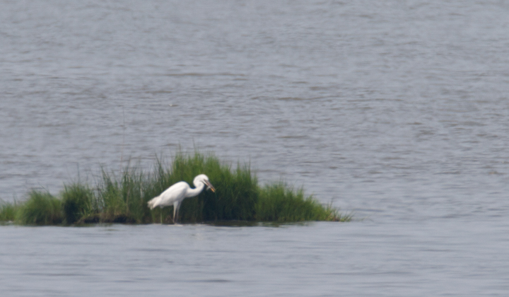 Documentation photos of a Great White Heron (<i>A. h. occidentalis</i>) at Eastern Neck NWR, Kent Co., Maryland (8/12/2006). This was the third record of this subspecies in Maryland, which is usually restricted to southern Florida. (8/20/2006). Photo by Bill Hubick.