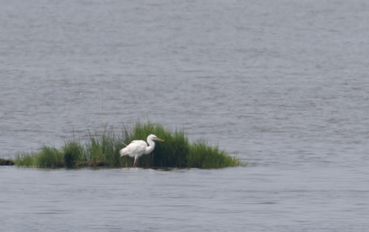 Documentation photos of a Great White Heron (<i>A. h. occidentalis</i>) at Eastern Neck NWR, Kent Co., Maryland (8/12/2006). This was the third record of this subspecies in Maryland, which is usually restricted to southern Florida. (8/20/2006). Photo by Bill Hubick.