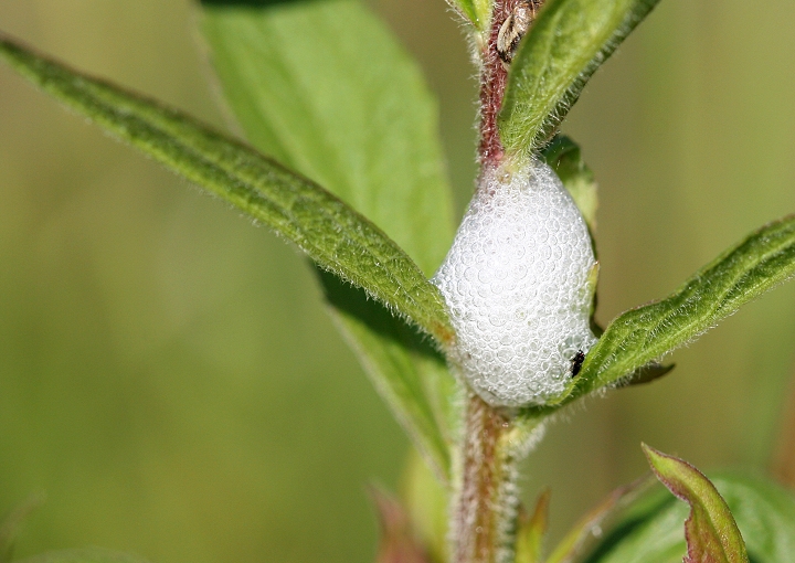 Here is a shot of the plant-based froth for which this group is known. The "spit" provides a safe, temperature- and moisture-controlled hideaway for young spittlebugs (also known as froghoppers). Photo by Bill Hubick.