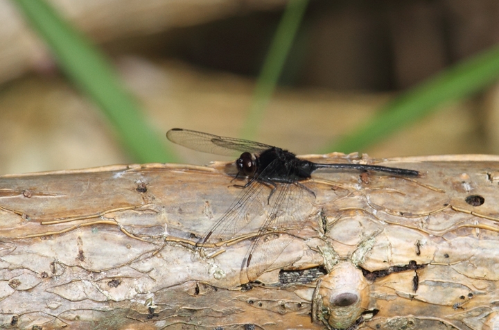 A Pin-tailed Pondhawk (<em>Erythemis plebeja</em>) near Gamboa, Panama (July 2010). Photo by Bill Hubick.