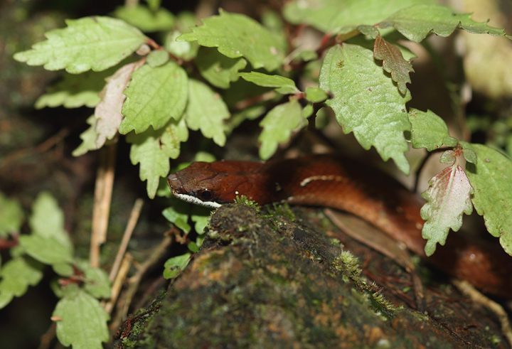Our sharp-eyed guide in Nusagandi spotted this beautiful Elegant Litter Snake (<em>Rhadinea decorata</em>) despite its remaining motionless and well-hidden. (August 2010) Photo by Bill Hubick.