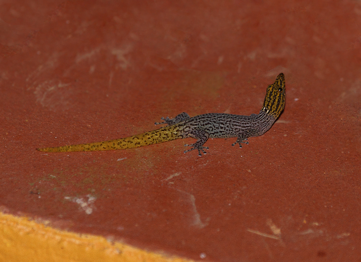 Easily my new favorite gecko in the world, the impossibly beautiful <em>Sphaerodactylus homolepis</em> - eastern Panama (August 2010). Photo by Bill Hubick.