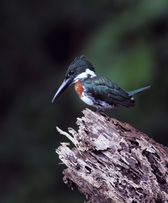 An Amazon Kingfisher near Gamboa, Panama (July 2010). Photo by Bill Hubick.
