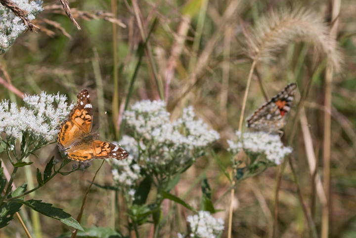 A novelty photo of both lady species - American on the left, Painted on the right. A novelty photo of both lady species - American on the left, Painted on the right.