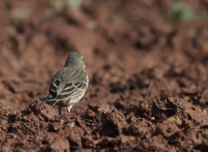 An American Pipit foraging in a field in Frederick Co., Maryland (11/6/2010). Photo by Bill Hubick.