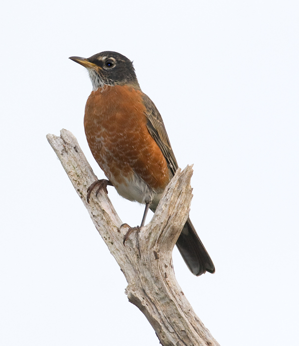 An American Robin poses on Assateague Island, Maryland (10/2/2009). An American Robin poses on Assateague Island, Maryland (10/2/2009).
