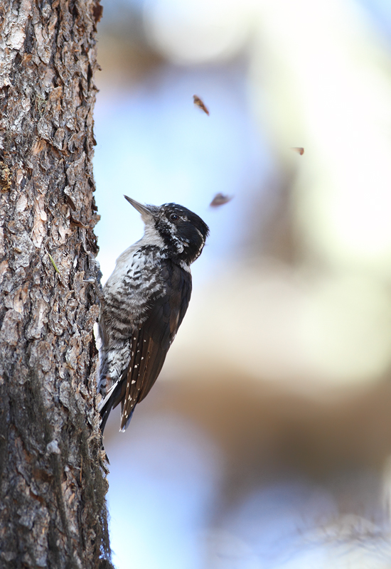 An American Three-toed Woodpecker foraging in a burn area on Mount Hood, Oregon (9/2/2010). This species, like Black-backed Woodpecker, specializes in habitat with many recently dead conifers, especially burns. Click any of the habitat photos to view larger versions. An American Three-toed Woodpecker foraging in a burn area on Mount Hood, Oregon (9/2/2010). This species, like Black-backed Woodpecker, specializes in habitat with many recently dead conifers, especially burns. Click any of the habitat photos to view larger versions. Photo by Bill Hubick.